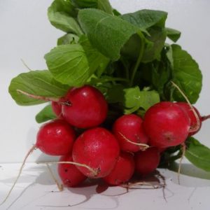 Radishes bunch