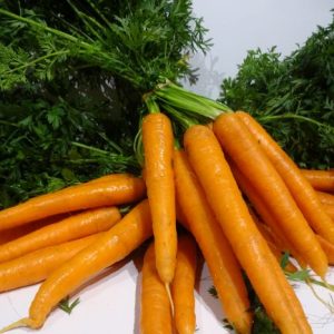 Carrots bunch
