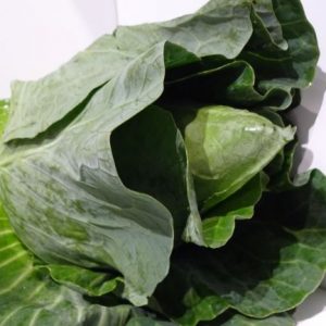 Cabbage pointed each