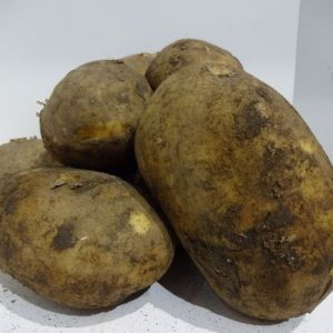 Potatoes Main crop Maris Piper 1 kilo