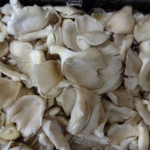 Mushrooms oyster 200 grams