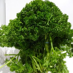 Herb parsley bunch
