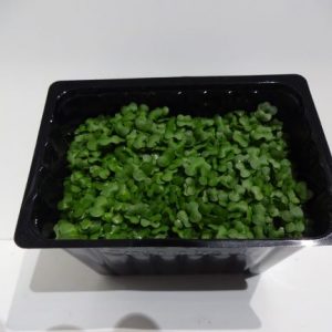 Salad cress punnet